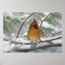 Suche nach singvogel poster Schnee