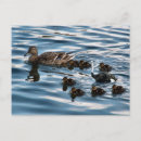 Suche nach lustiger strauß postkarten Tiere