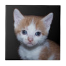 Suche nach weißes kätzchen fliesen Haustier