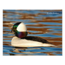 Suche nach männliche ente poster Tierwelt