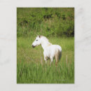 Suche nach pferdebilder poster Natur