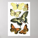 Suche nach arthropoden poster Lepidoptera