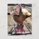 Suche nach lustiger esel postkarten Lächeln