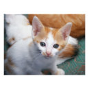 Suche nach orange und weißes kätzchen poster Katze