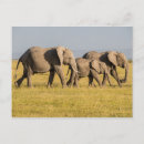 Suche nach loxodonta postkarten Nationalpark