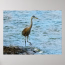 Suche nach beobachtend poster Vogel