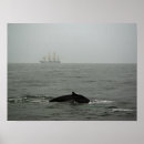 Suche nach buckelwal poster Fotografie