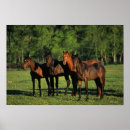 Suche nach thoroughbred poster Bob langrish