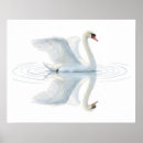 Suche nach weiße vögel poster Schwan