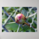 Suche nach ameisen poster Blatt