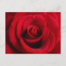 Suche nach rote rose postkarten Floral