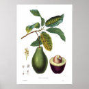 Suche nach avocado poster Darstellung