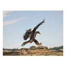 Suche nach adler foto poster Tiere