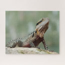 Suche nach wasserdrache Reptil