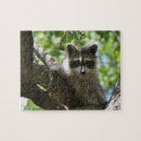 Suche nach waschbär puzzle Wild lebende tiere