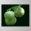 Suche nach grüne tomaten poster Gemüse