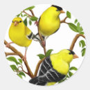 Suche nach goldfinches aufkleber Fink
