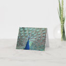 Suche nach blauer pfau karten Fotografie