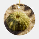 Suche nach strand ornamente Muschel