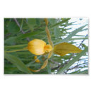 Suche nach orchideen blume poster Frauenschuh