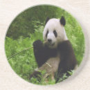 Suche nach pandas untersetzer Bären