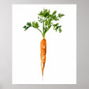 Suche nach karotte poster Aquarell