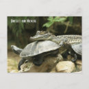 Suche nach schildkröte muschel postkarten Tier