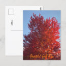 Suche nach fallbäume poster Fotografie