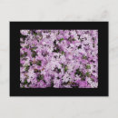 Suche nach phlox postkarten Rosa