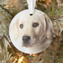 Suche nach labrador ornamente Haustier