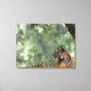 Suche nach tierfotos poster Große katzen