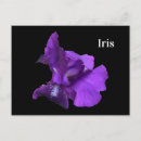 Suche nach lila iris postkarten Blume