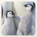 Suche nach kaiser pinguin untersetzer Tier