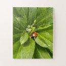 Suche nach ladybug puzzle Insekt