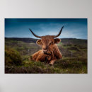 Suche nach cow poster Livestock