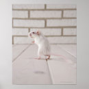 Suche nach gerbils poster Tiere