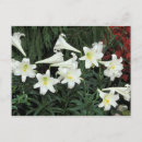 Suche nach lilium karten Flora