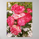 Suche nach viktorianische rote rosen poster Blume