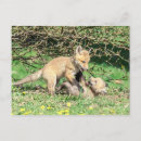Suche nach roter fuchs postkarten Tier