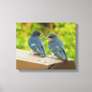 Suche nach schwalbe kunst Natur