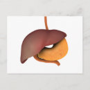 Suche nach menschlicher magen poster Leber