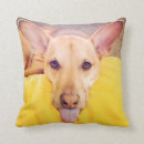 Suche nach hund im bett kissen Lustig