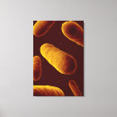 Suche nach bakterien leinwandbilder Vertikal