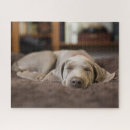 Suche nach weimaraner puzzle Welpe