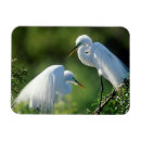 Suche nach fütterung magnete Vogel