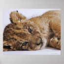 Suche nach panthera poster Studioaufnahme