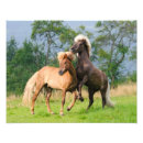 Suche nach lustige pferde poster Für sie