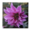 Suche nach dahlien fliesen Lila dahlie