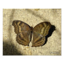 Suche nach wirbellose tiere poster Schmetterling