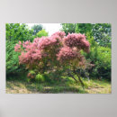 Suche nach lila baum poster Botanisch